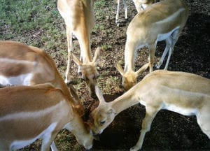 deer eating protein block