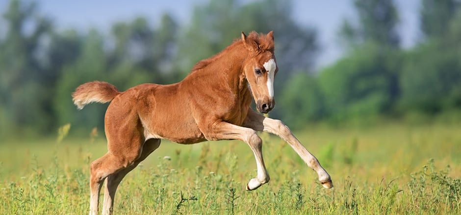 foal running in pasture