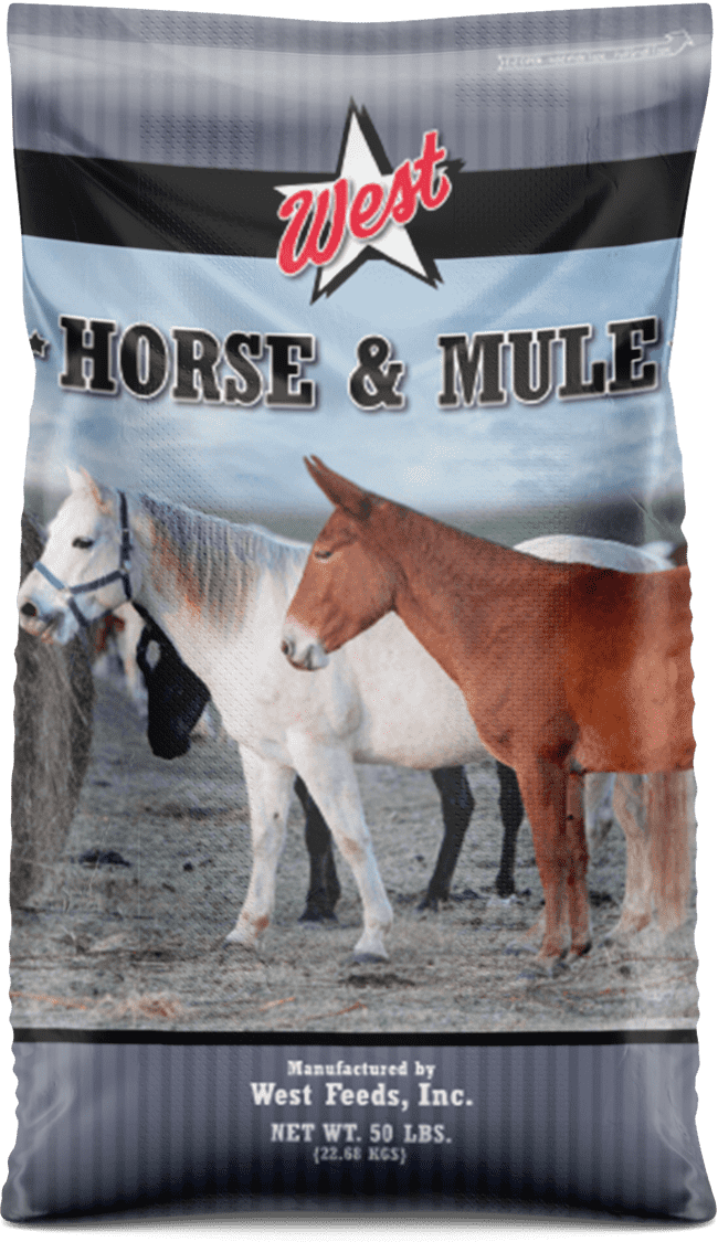 horse and mule feed bag