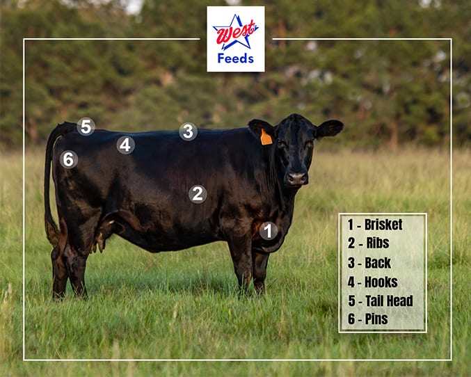 cow body condition score