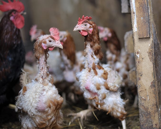 molting in chicken