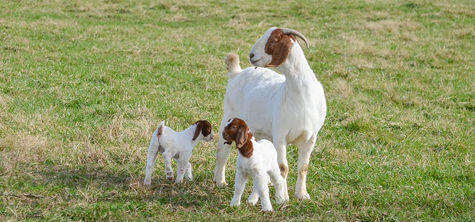 doe goat with her twin kids
