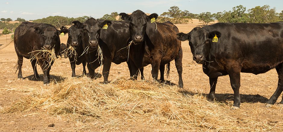 texas cattle in drought pasture