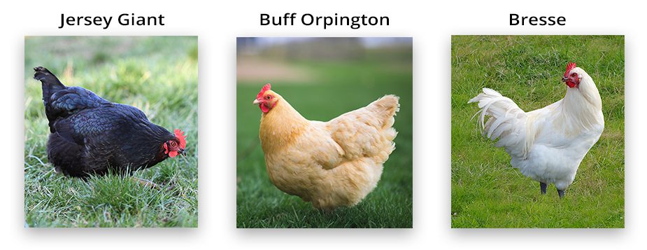 meat chicken breeds