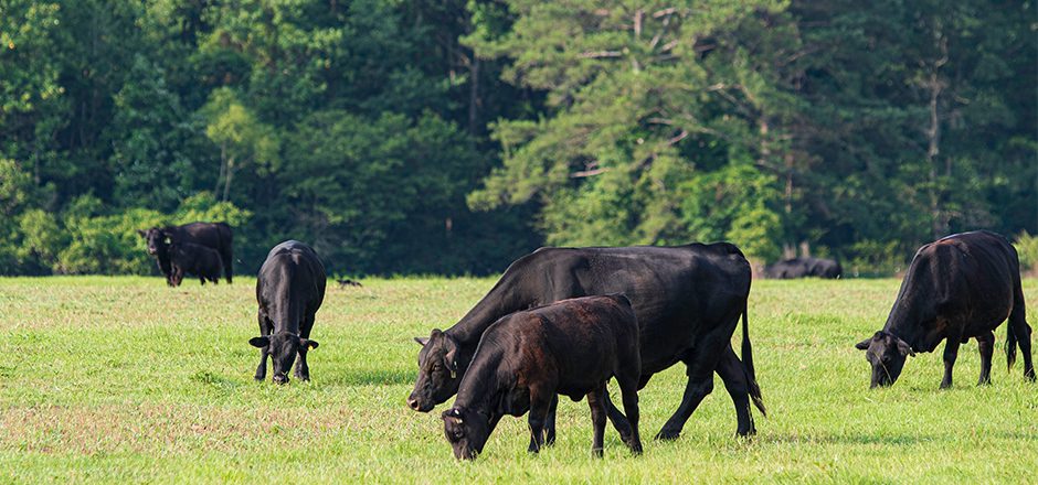 What Is Cattle Feed Made Of?