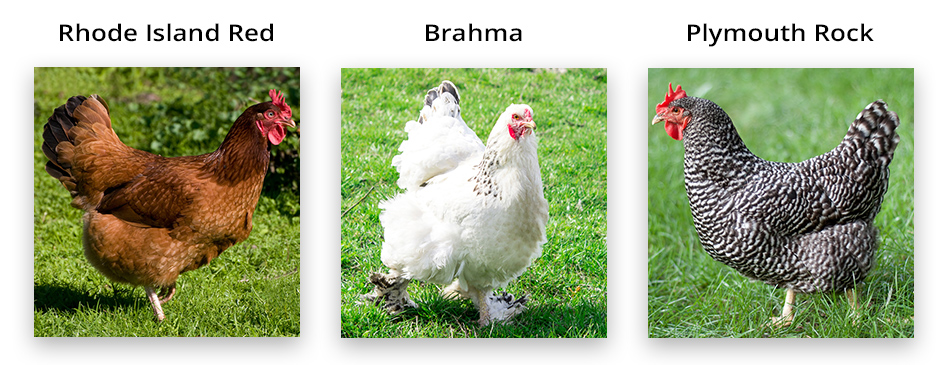 dual purpose chicken breeds