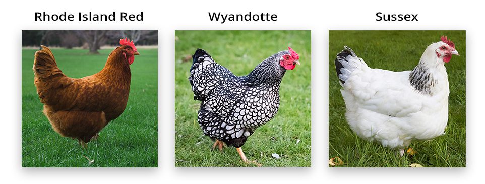 egg-laying chicken breeds