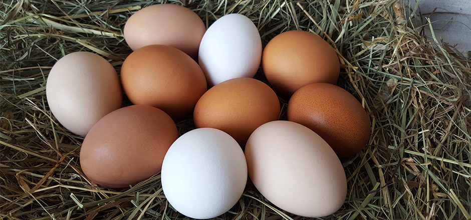 different colored chicken eggs