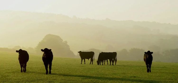 angus cows in a field
