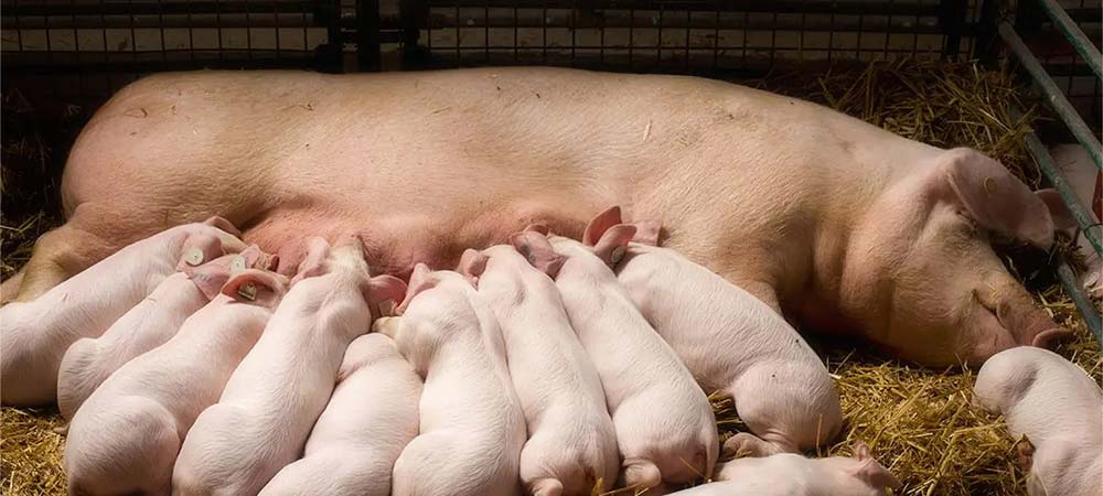 sow and piglets